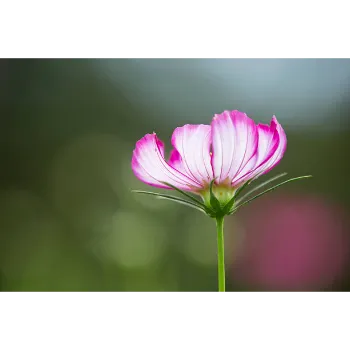 Natural Arali Flowers